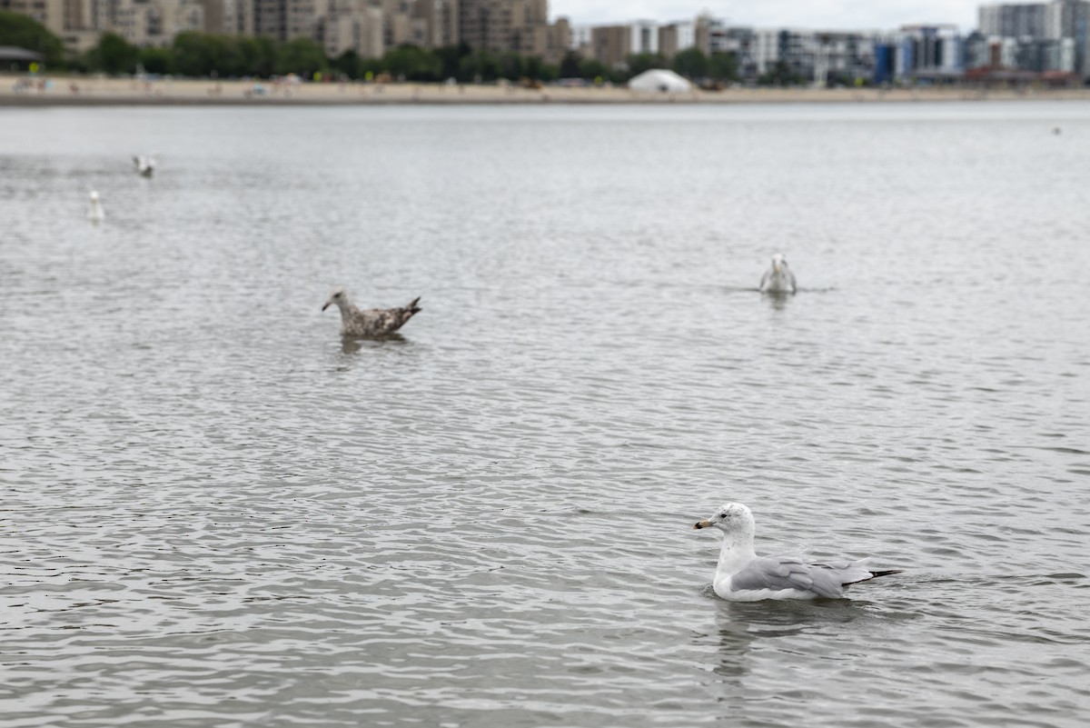 Ring-billed Gull - ML639163377