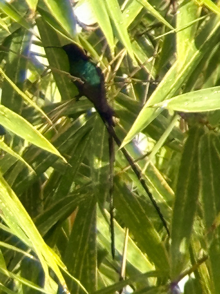 Black-billed Streamertail - ML639163382