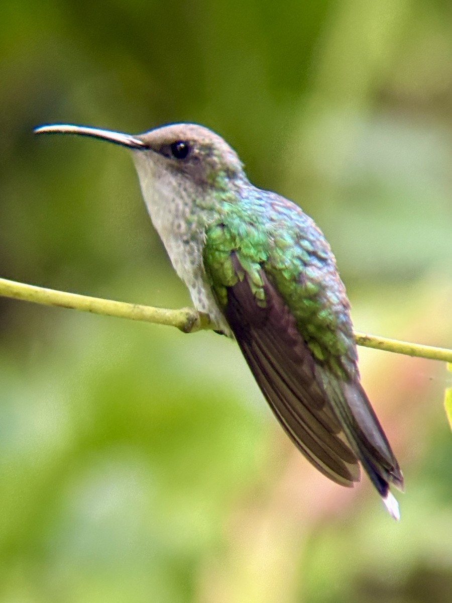 Black-billed Streamertail - ML639163395