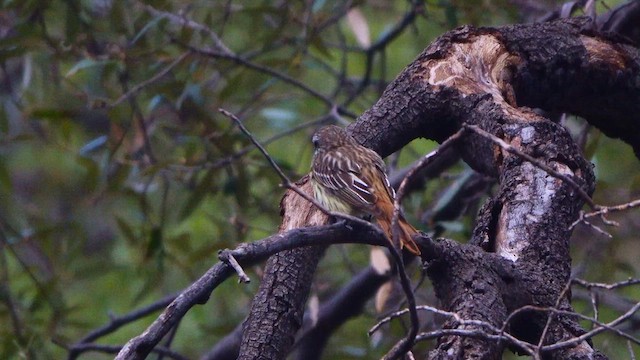 Sulphur-bellied Flycatcher - ML639163414