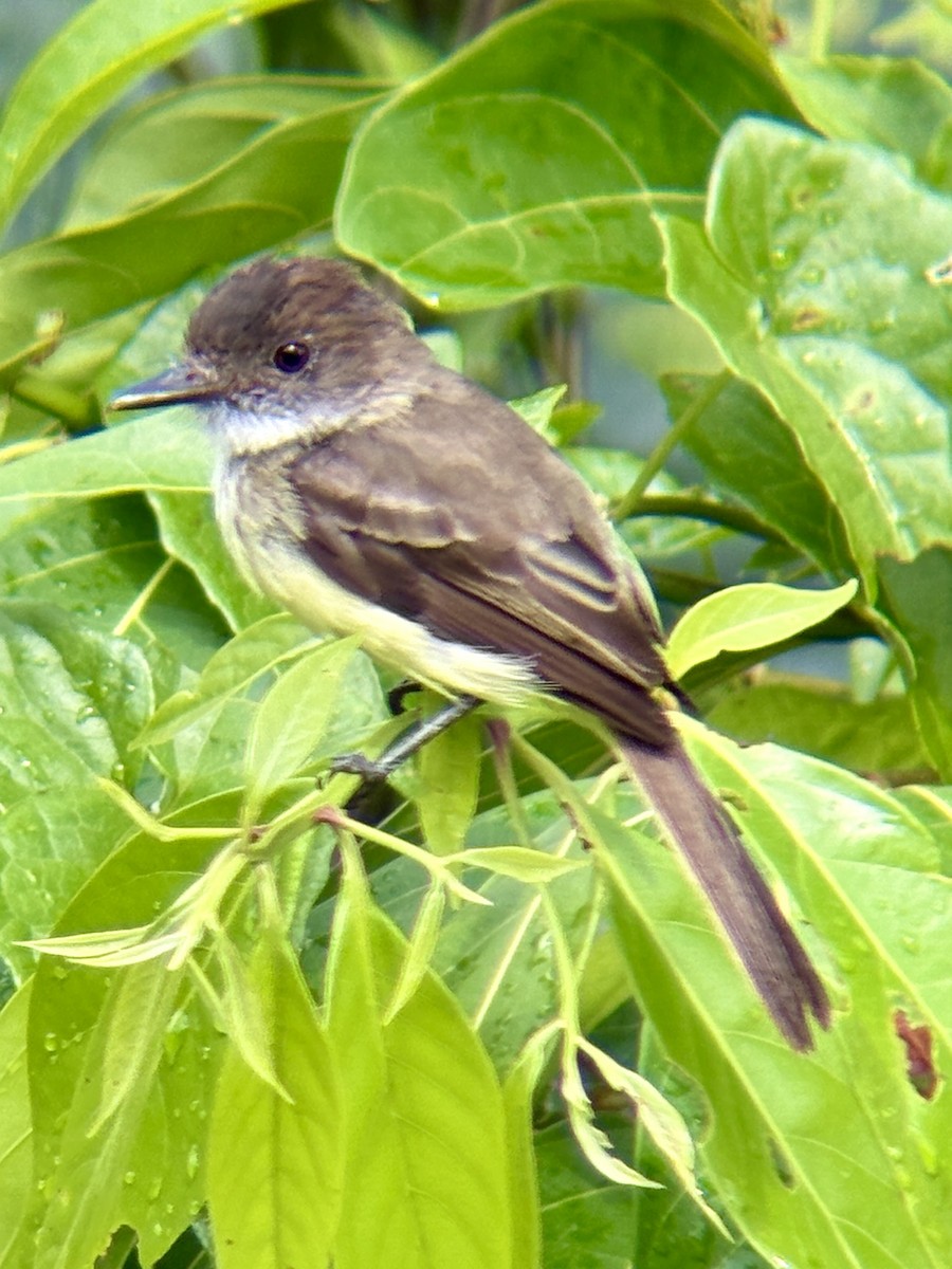 Sad Flycatcher - ML639163459
