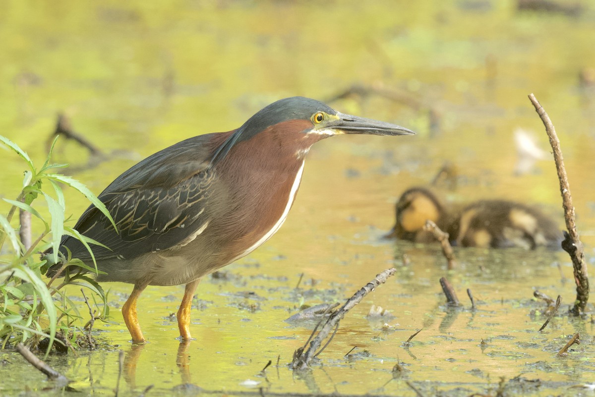 Green Heron - ML639163460