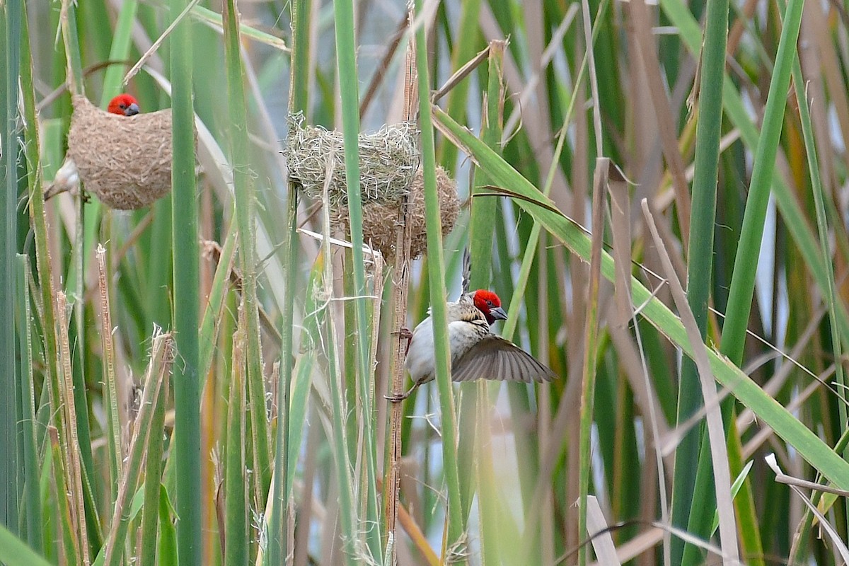 Red-headed Quelea - ML639163468