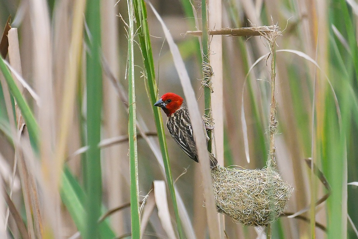 Red-headed Quelea - ML639163469