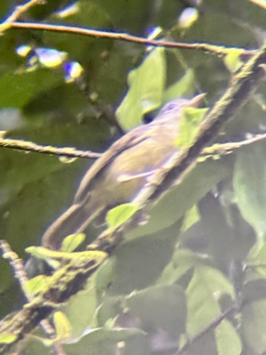 Blue Mountain Vireo - ML639163470