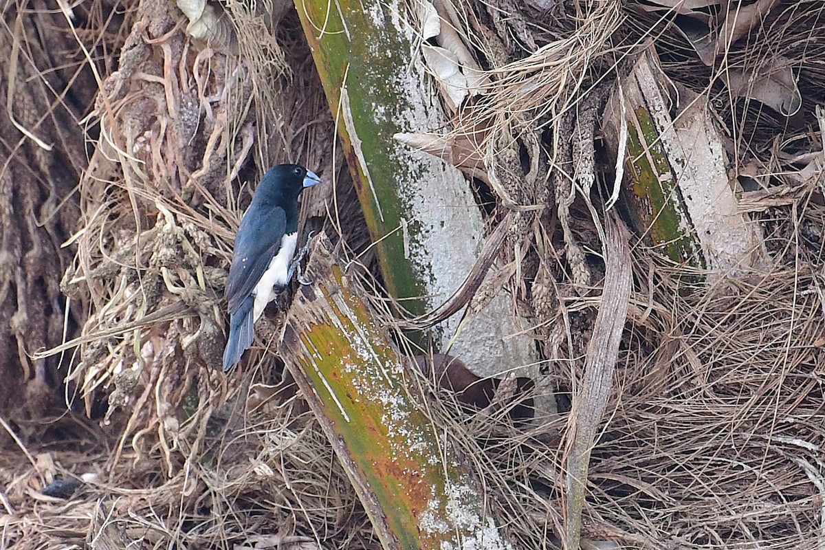 Magpie Mannikin - ML639163480