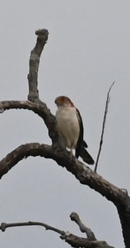 White-rumped Falcon - ML639163514