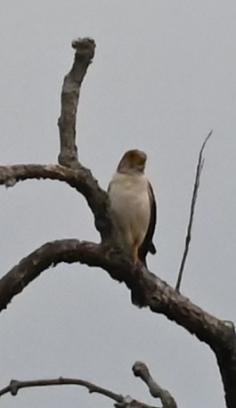 White-rumped Falcon - ML639163515