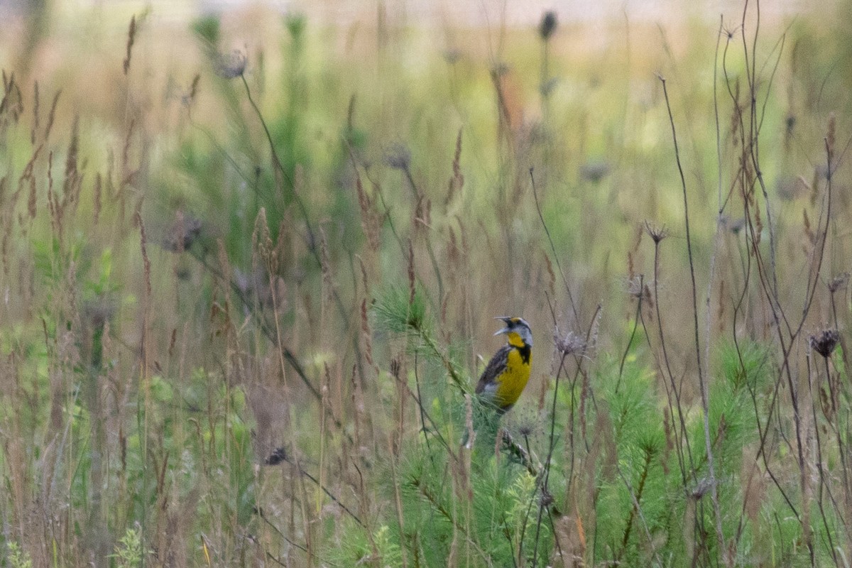 Eastern Meadowlark - ML639163597