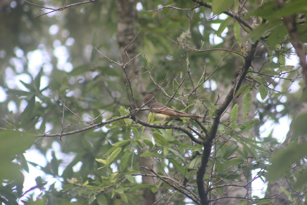 Great Crested Flycatcher - ML639163699