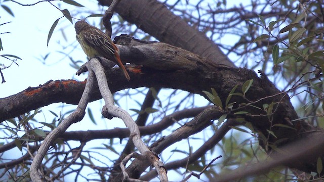 Sulphur-bellied Flycatcher - ML639163845