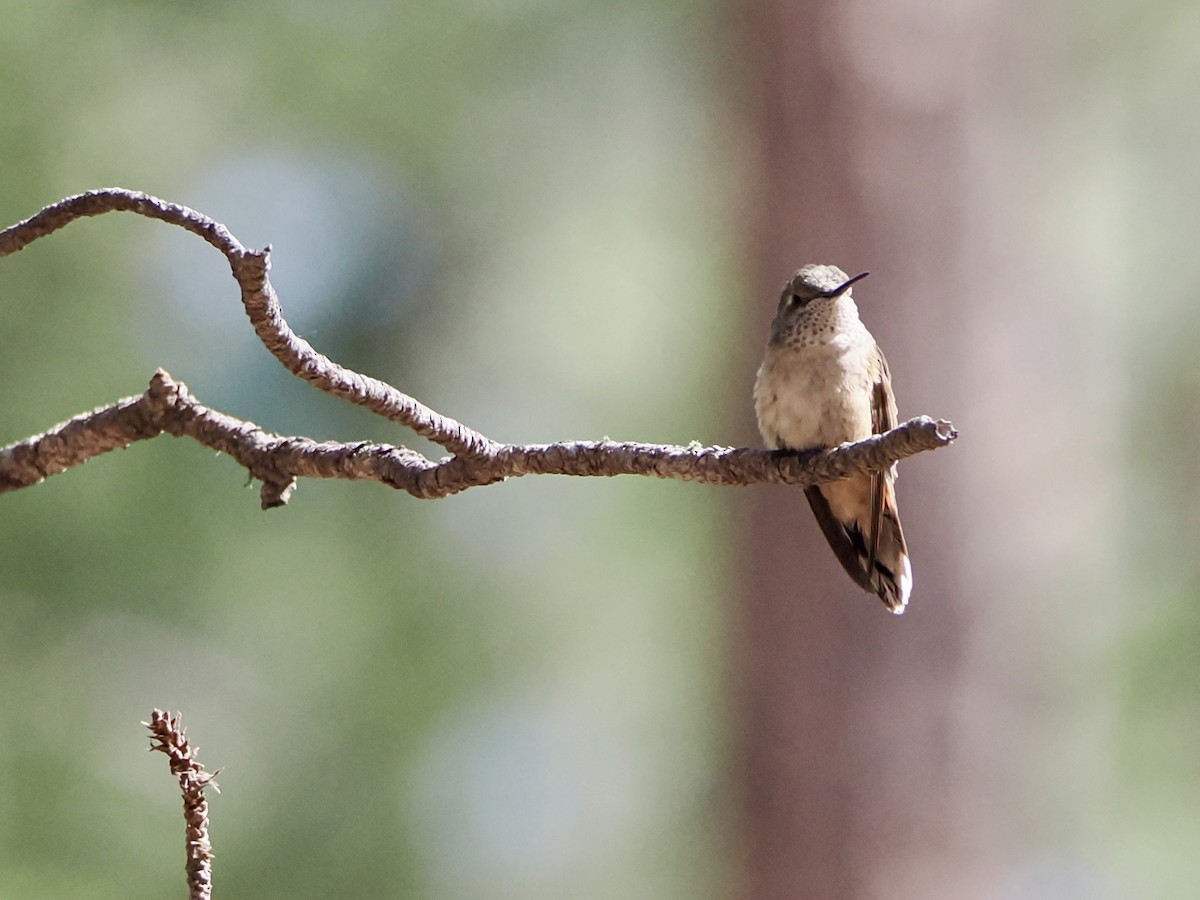 Broad-tailed Hummingbird - ML639163854