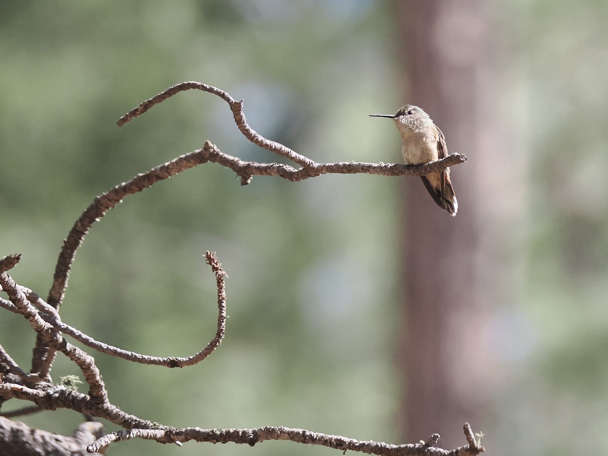 Broad-tailed Hummingbird - ML639163855