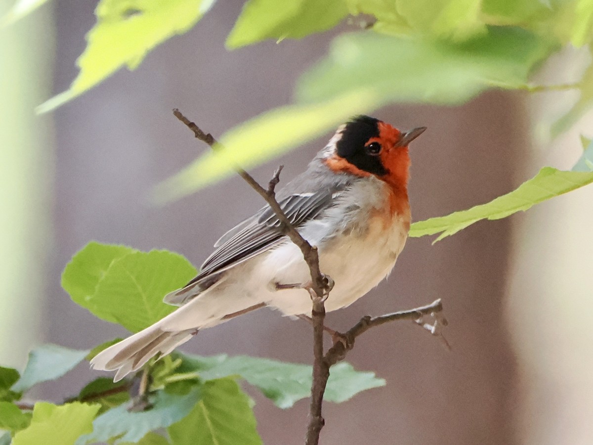 Red-faced Warbler - ML639163879