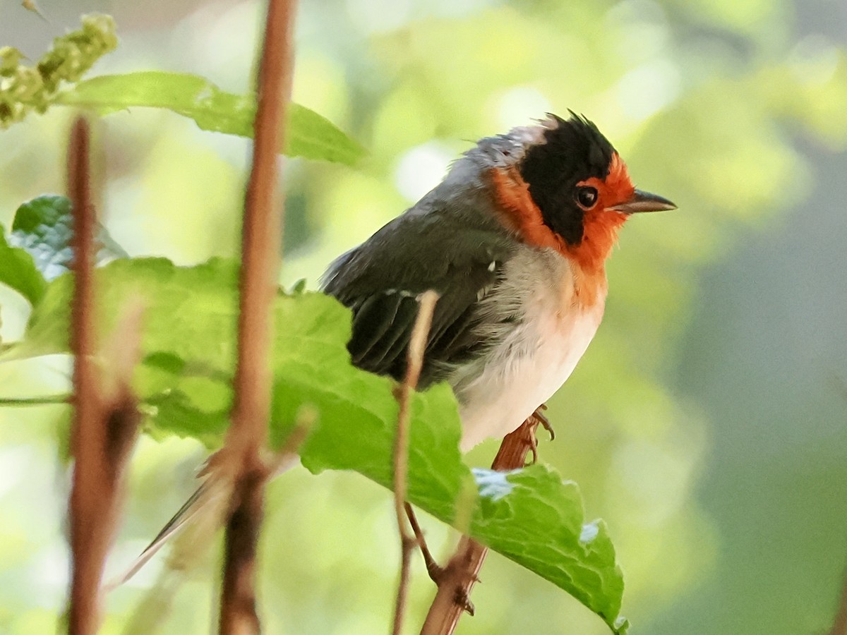 Red-faced Warbler - ML639163880