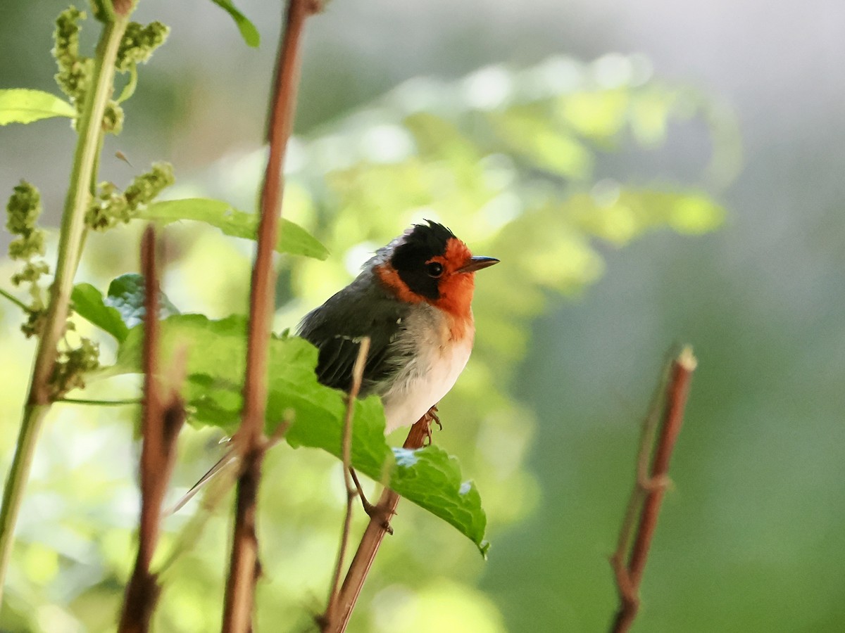 Red-faced Warbler - ML639163881