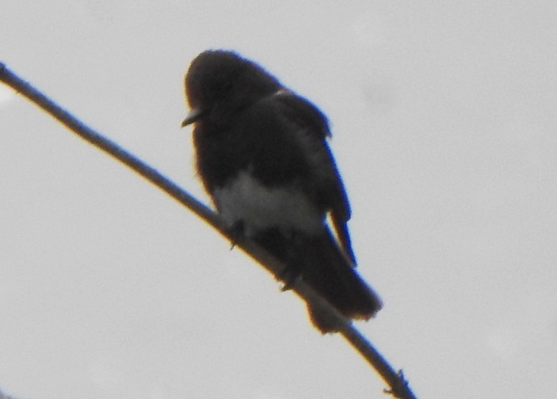 Black Phoebe - ML639163926