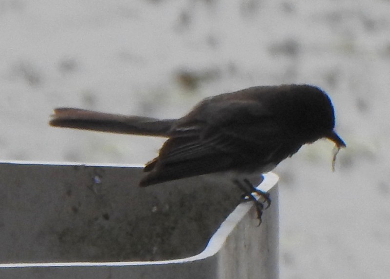Black Phoebe - ML639163927