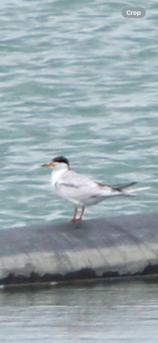 Common Tern - ML639163941