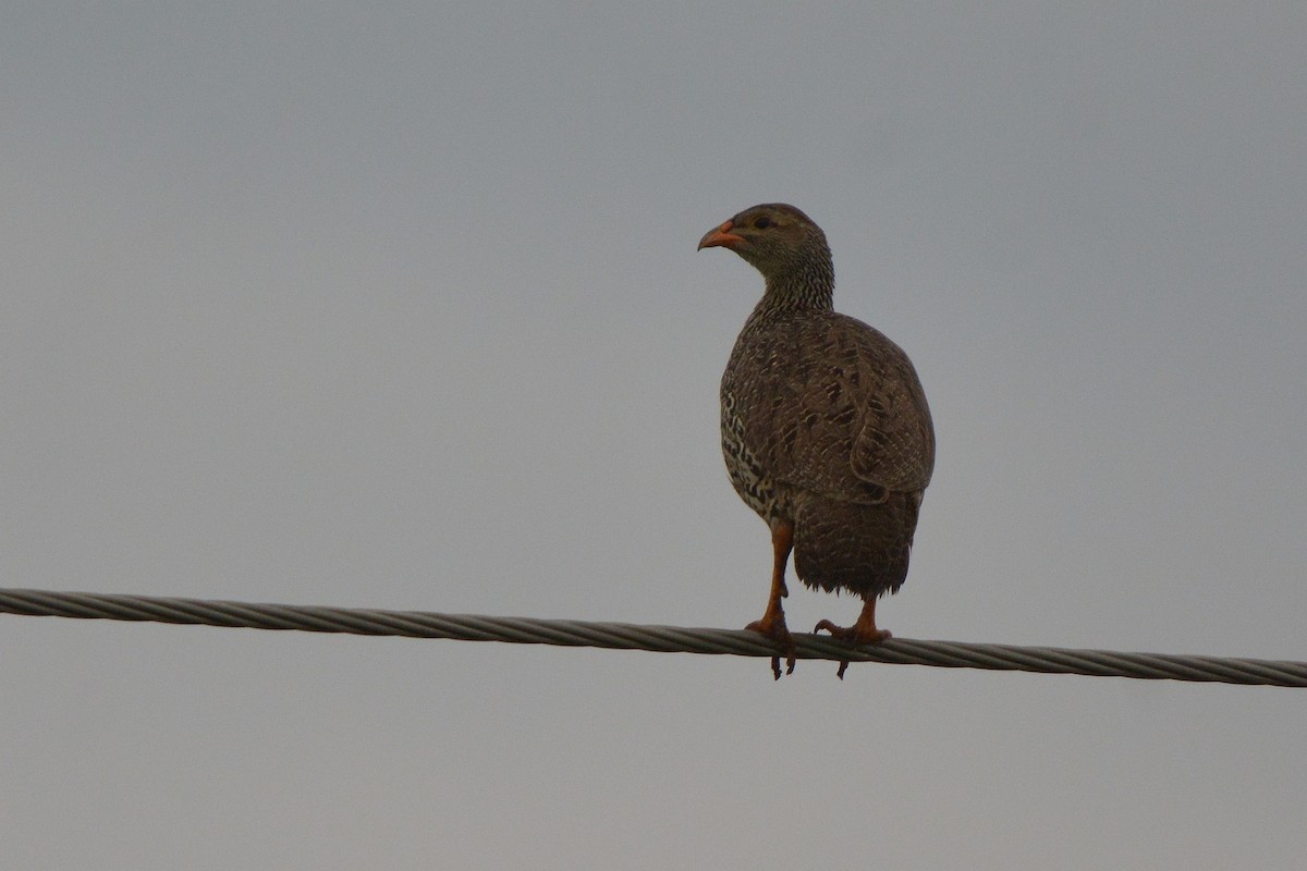 Heuglin's Spurfowl - ML639164020