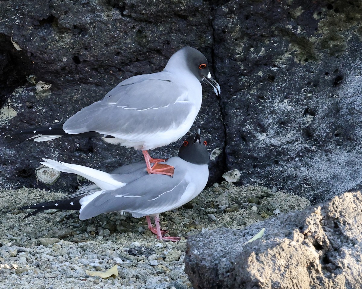 Swallow-tailed Gull - ML639164035