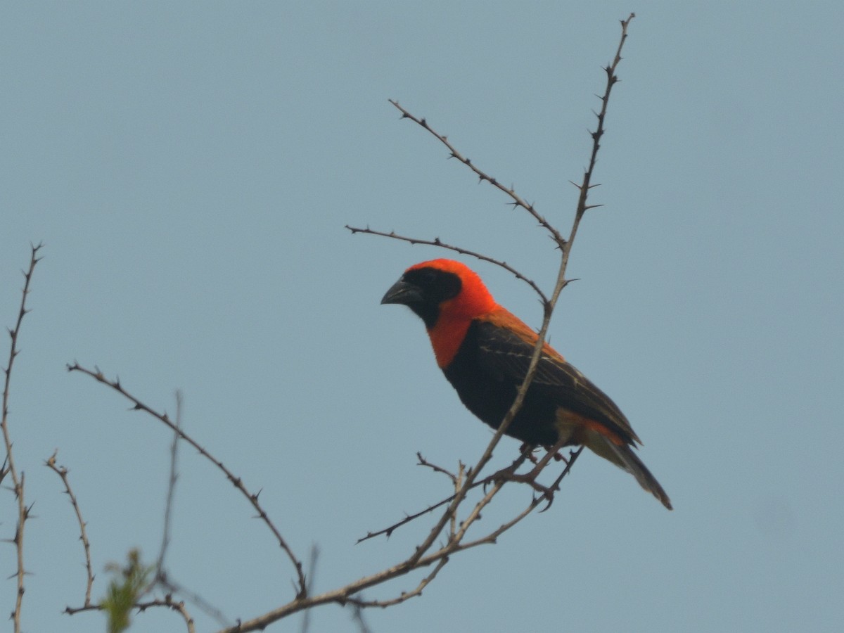 Flammenweber - ML639164070