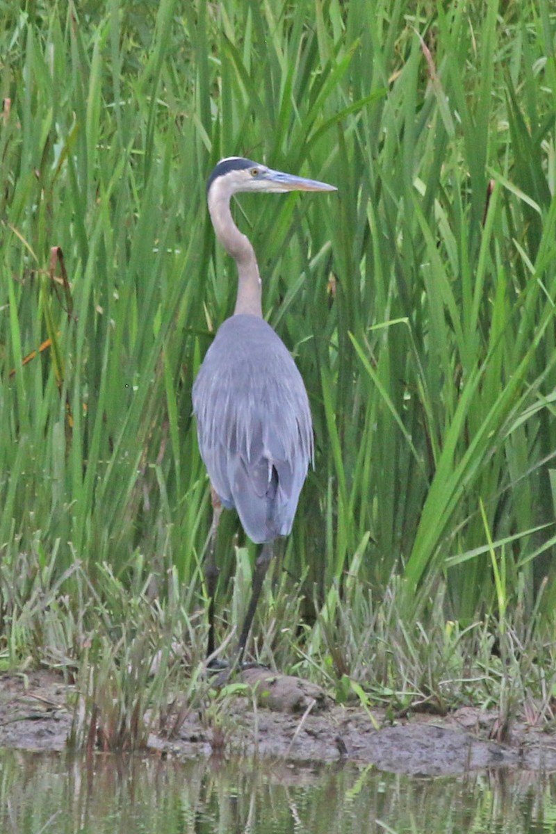 Great Blue Heron - ML639164073