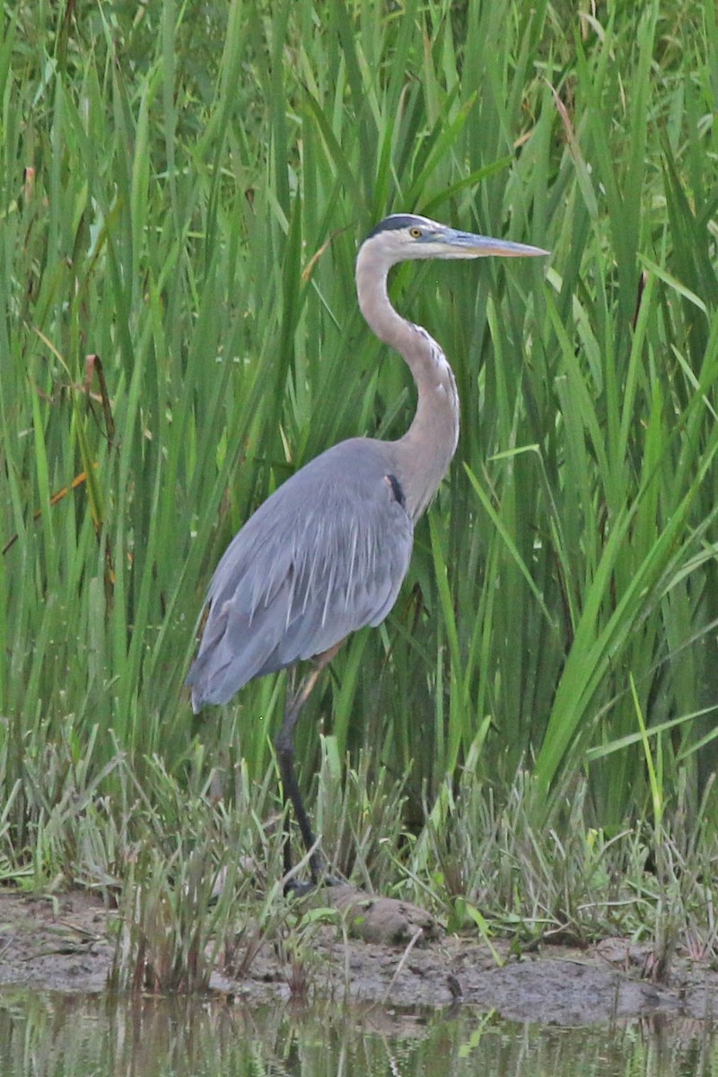 Great Blue Heron - ML639164080