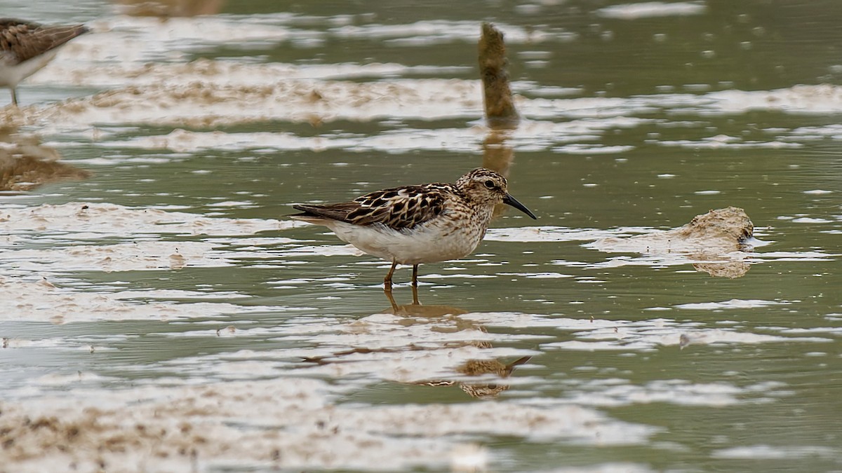 Least Sandpiper - ML639164172