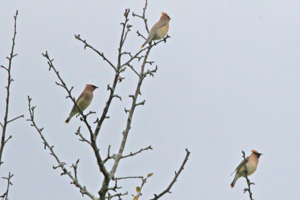 Cedar Waxwing - ML639164232