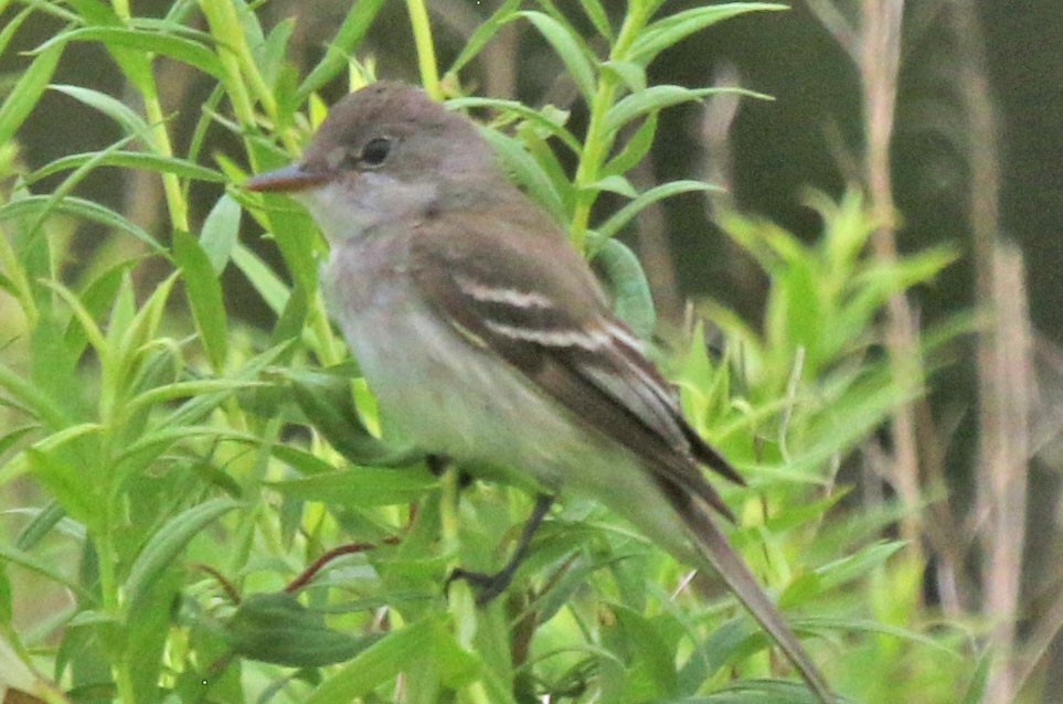 Willow Flycatcher - ML639164286