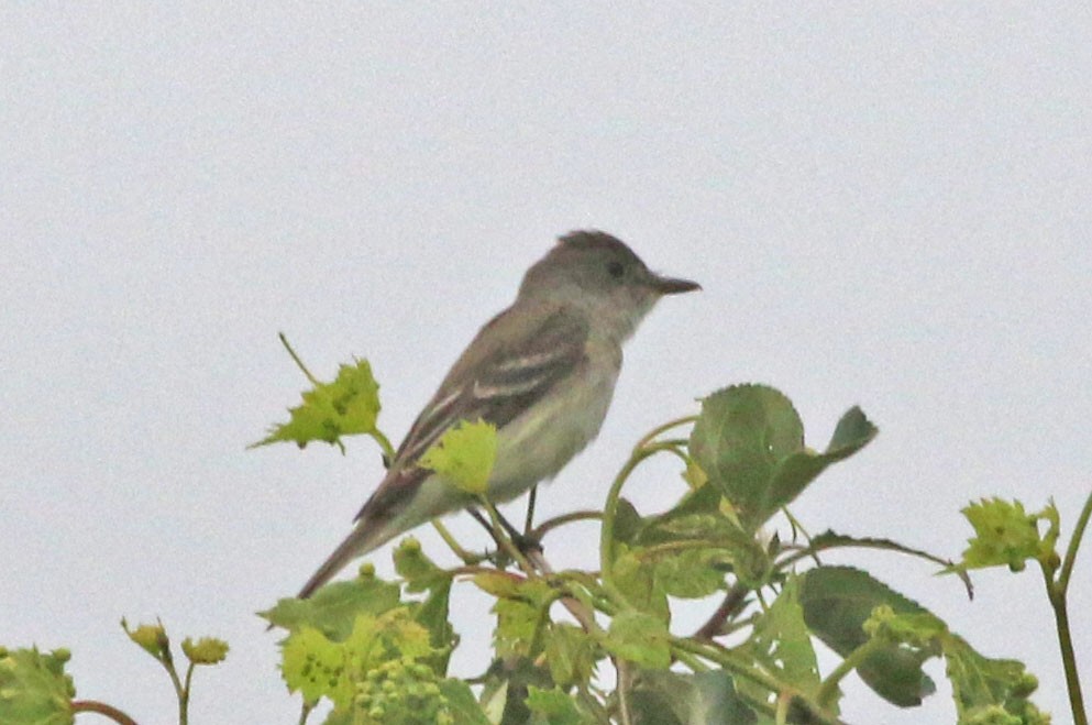 Willow Flycatcher - ML639164299
