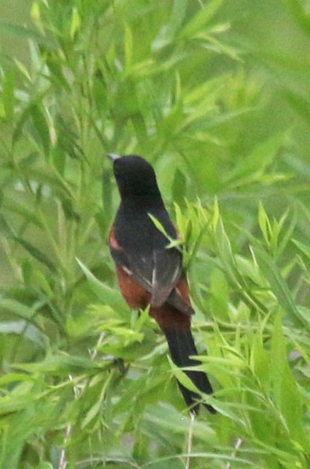 Orchard Oriole - ML639164307