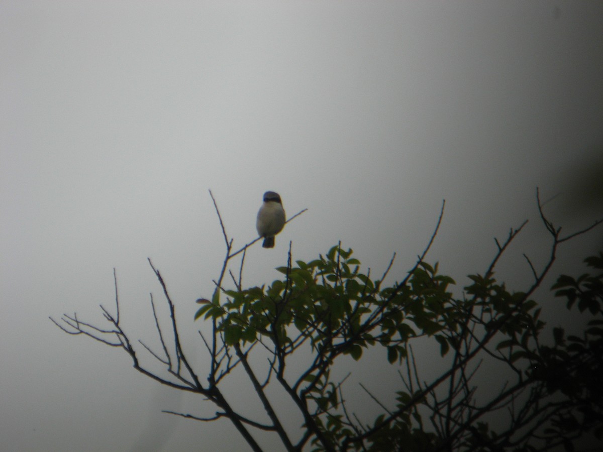 Loggerhead Shrike - ML63916431