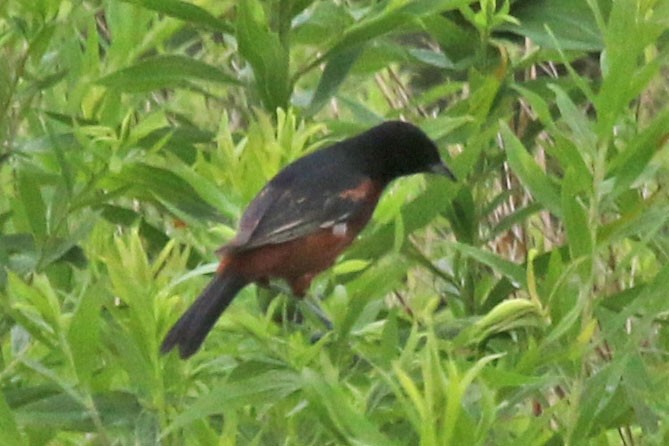 Orchard Oriole - ML639164310