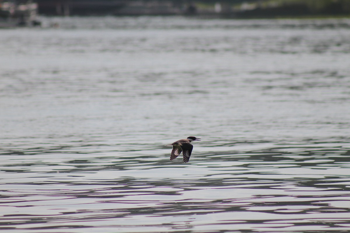 Belted Kingfisher - ML639164319