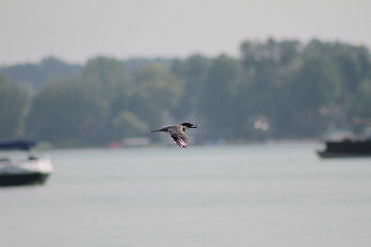 Belted Kingfisher - ML639164320