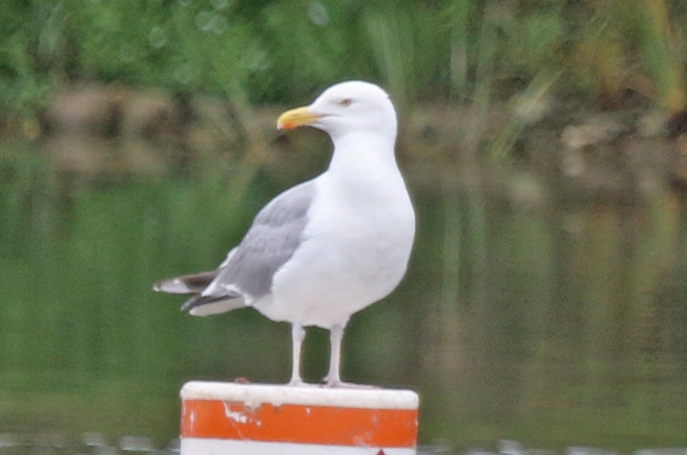 American Herring Gull - ML639164321
