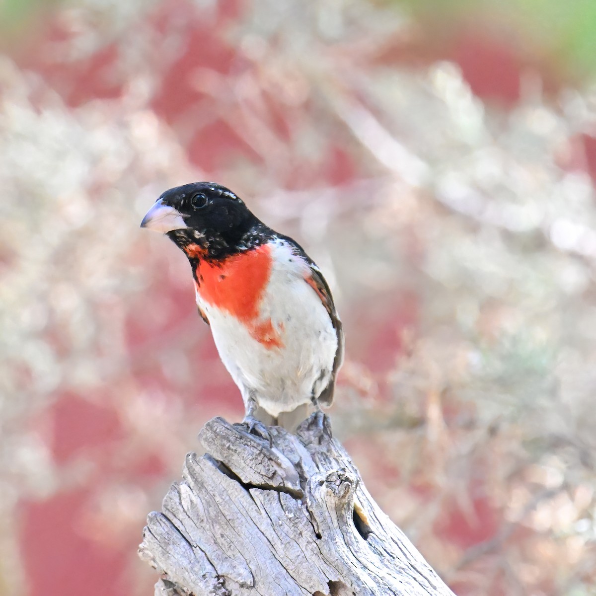 Rose-breasted Grosbeak - ML639164329