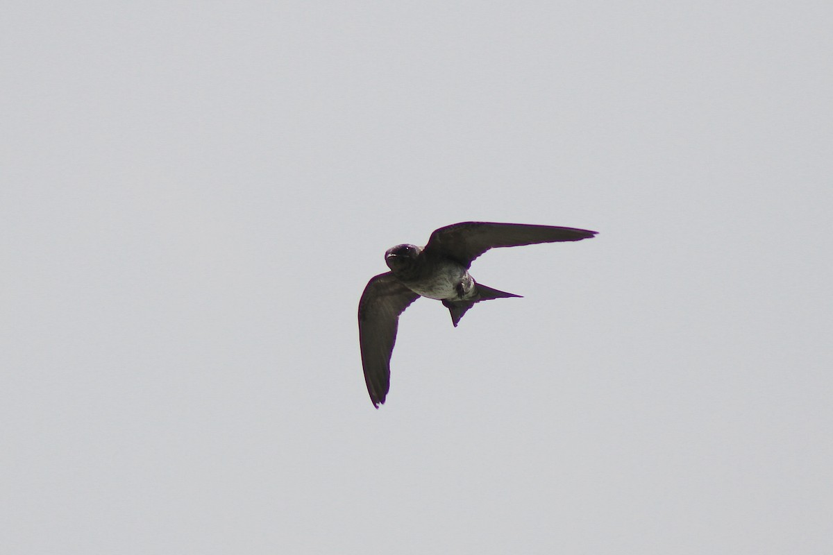 Purple Martin - ML639164341