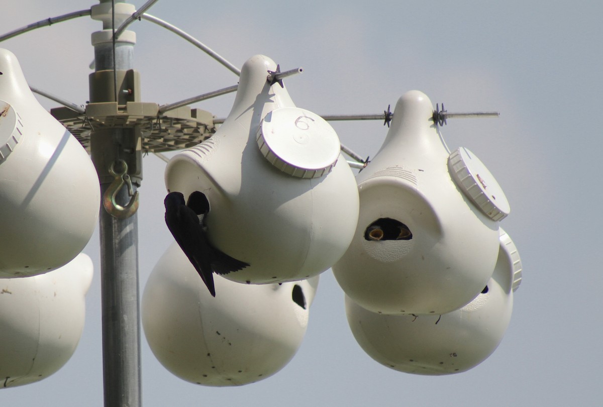 Purple Martin - ML639164342