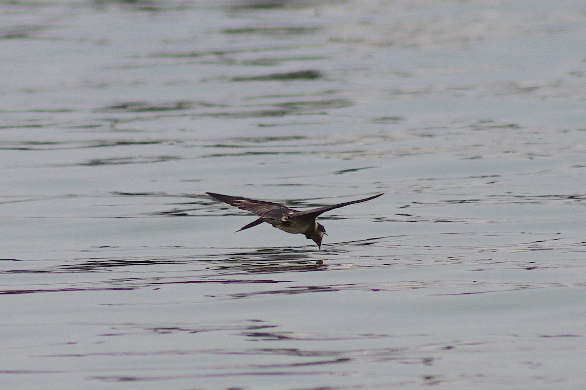 Purple Martin - ML639164343