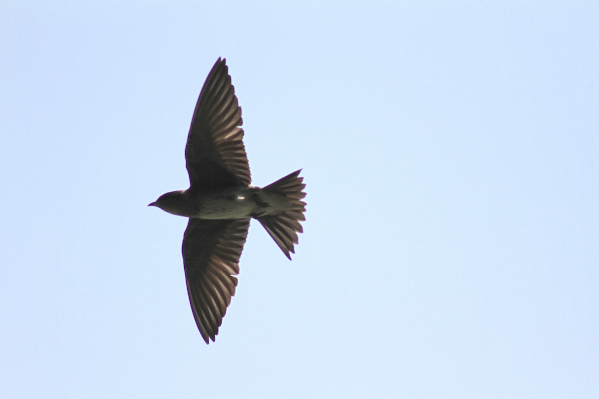 Purple Martin - ML639164344