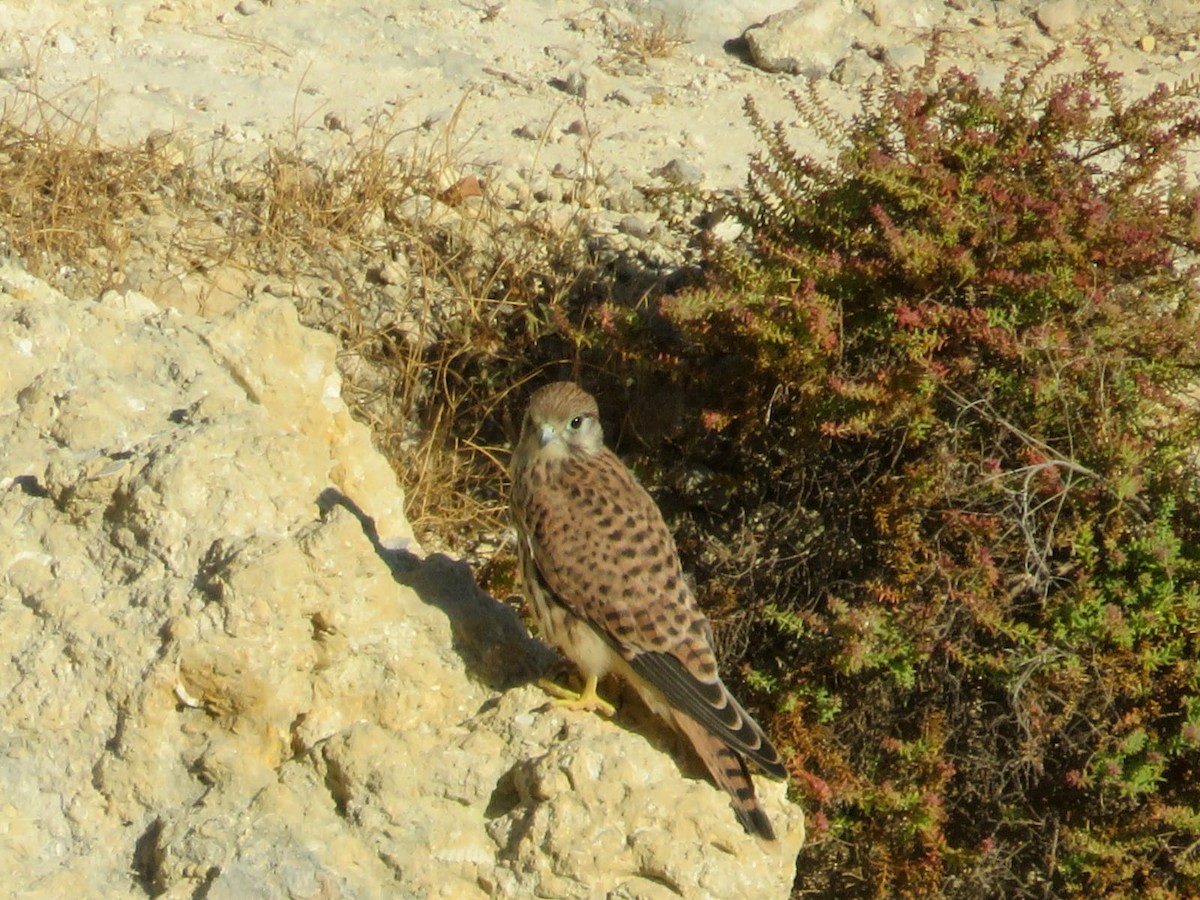 Faucon crécerelle - ML639164354