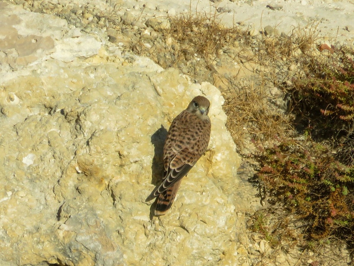 Faucon crécerelle - ML639164359