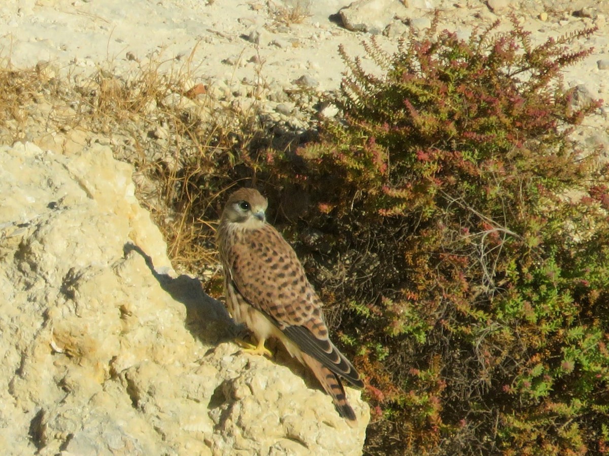 Faucon crécerelle - ML639164390