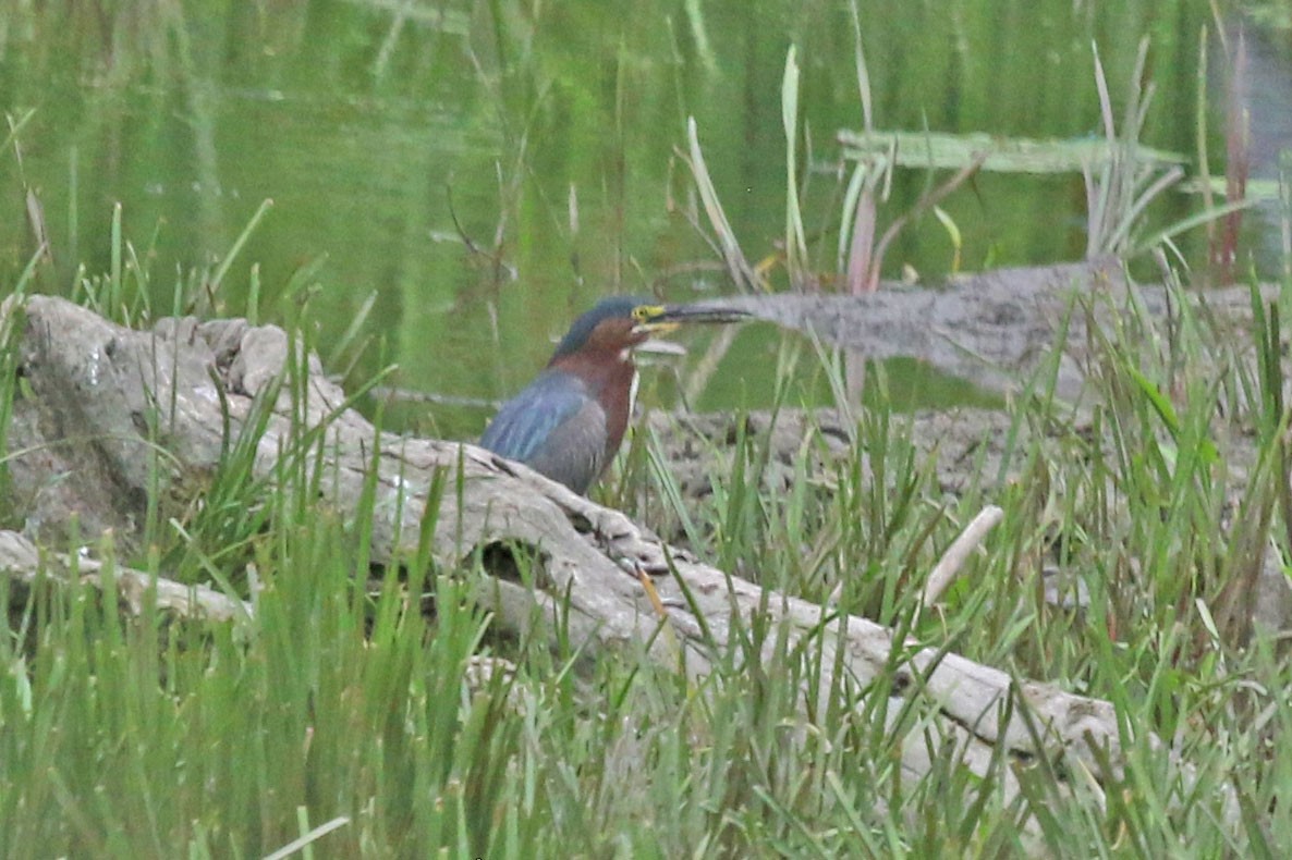 Green Heron - ML639164395