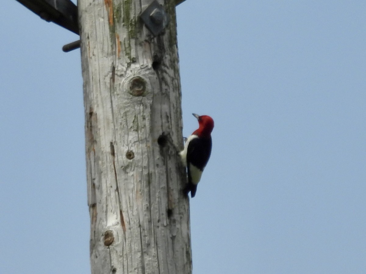 Red-headed Woodpecker - ML639164428