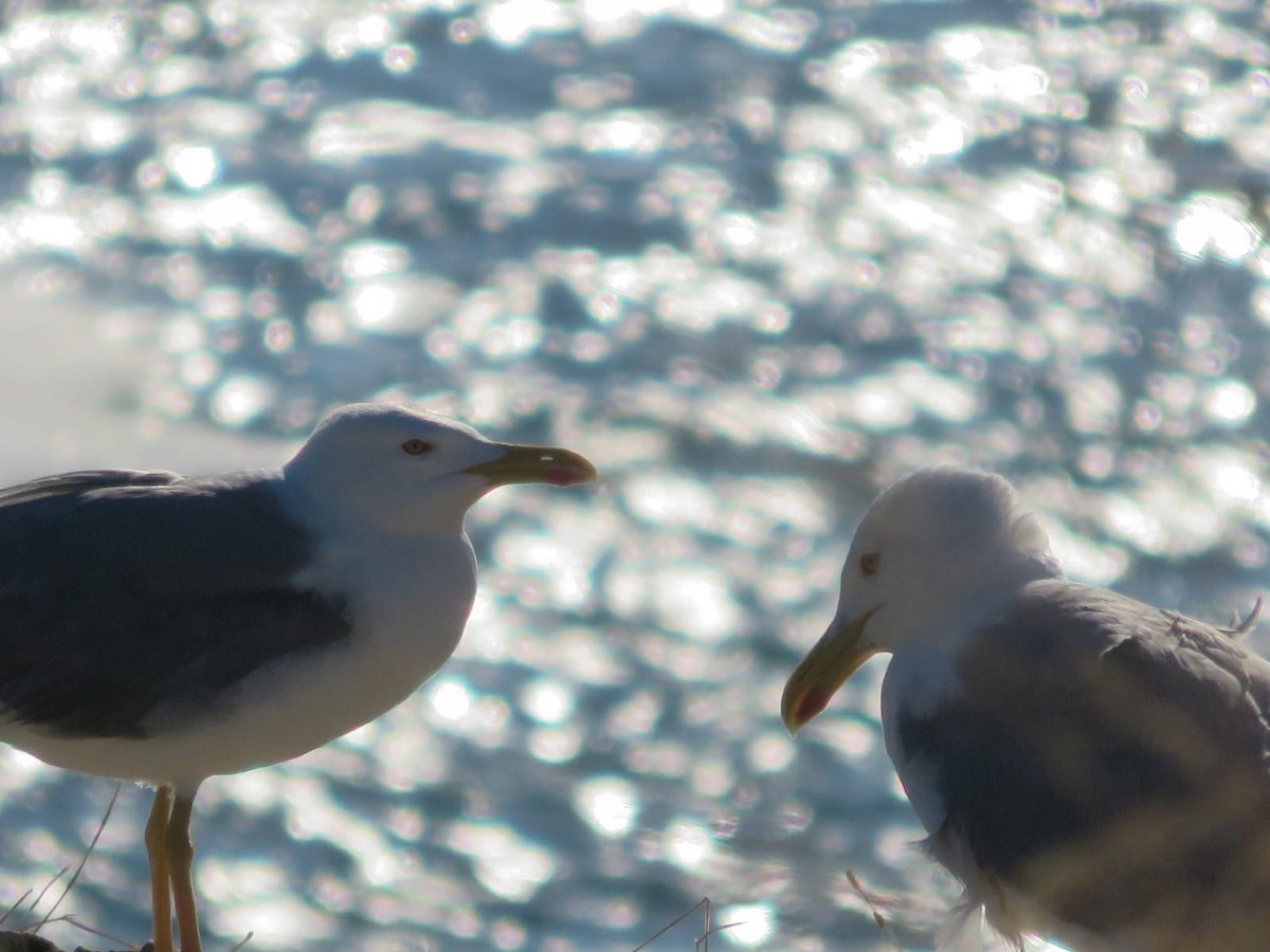 Goéland leucophée - ML639164432