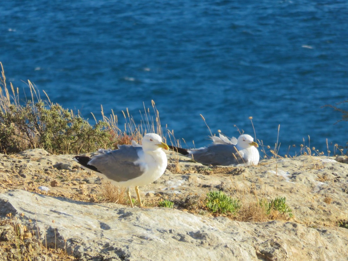 Goéland leucophée - ML639164442
